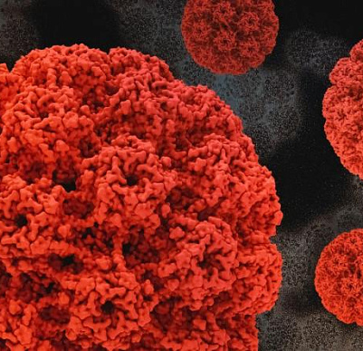 Вирус папилломы человека — риск рака шейки матки