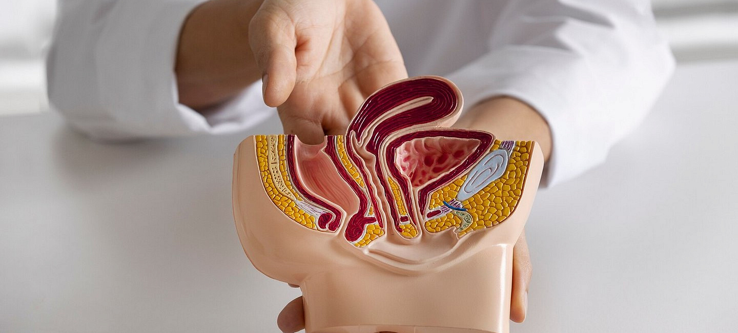 Какие органы лечит уролог?